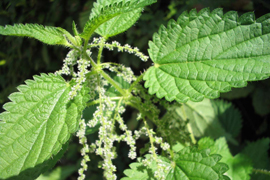 Եղինջ երկտուն - Urtica dioica L.