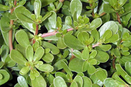 Դանդուռ - Портулак -  Purslane