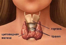 Ученые нашли генетическую причину гипотиреоза