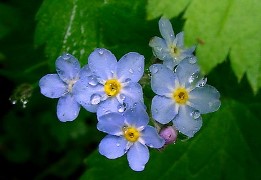 Անմոռուկ ազորյան - Незабудка азорская - Myosotis Azorica