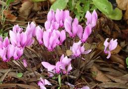 Արջտակ կովկասյան - Цикламен кавказский - Cyclamen Ibericum