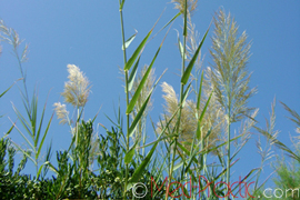 Եղեգն սովորական - Phragmites communis