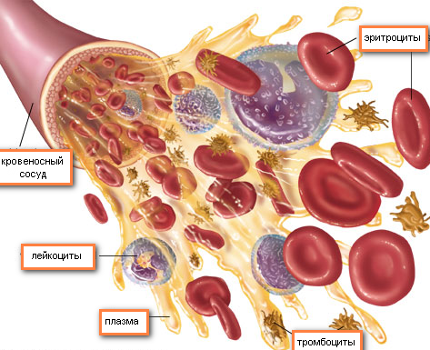 Анализ эритроцитов поможет выявить многие болезни