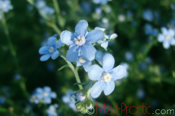 Անմոռուկ - Незабудка - Myosotis