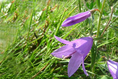 Զանգակածաղիկ - Колокольчик - Campanula