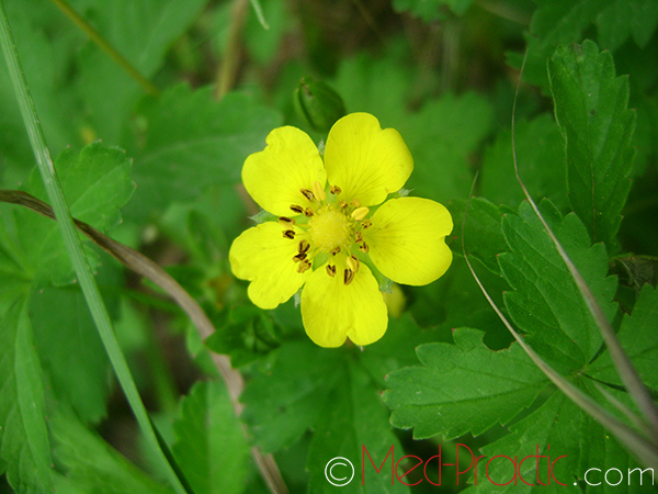 Մատնունի - Лапчатка - Potentilla