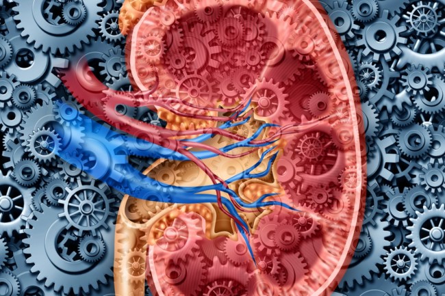 Причиной атеросклероза может быть нарушение функции почек