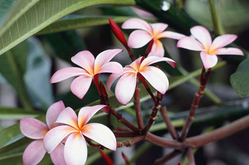 Հասմիկ (Jasminum)