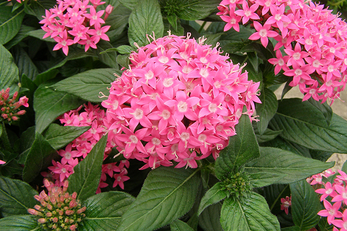 Պենտաս (Pentas)