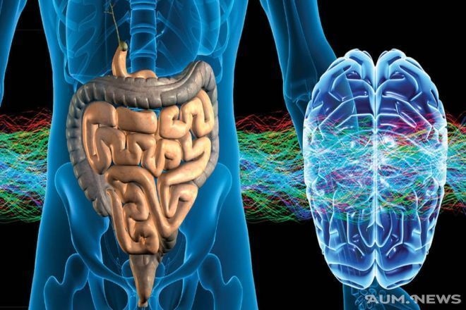 Кишечная микрофлора определяет умственные способности