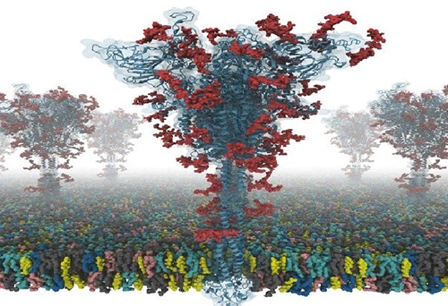 Появилась модель S-белка, который помогает коронавирусу проникнуть в организм