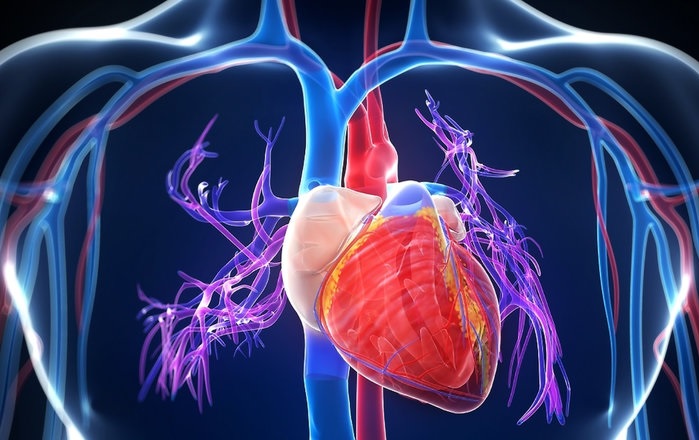 Кардиологи узнали, что нужно для восстановления сердца