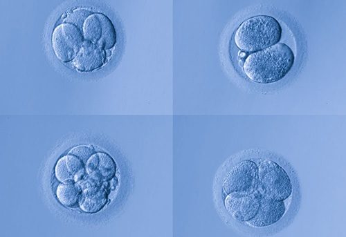 Пятидневные эмбрионы тоже могут заразиться COVID-19