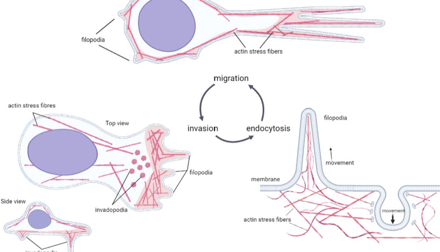 О «замыслах» рака расскажут белки – International Journal of Molecular Sciences