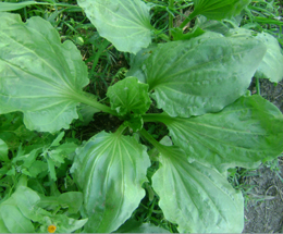 Եզան լեզու մեծ - Подорожник большой - Plantago major L.