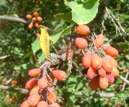 Ծորենի սովորական - Барбарис обыкновенный - Berberis vulgaris L.