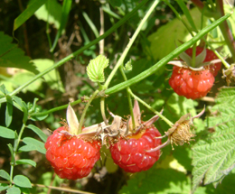 Ազնվամորի - Малина - Rubus idaeus L.