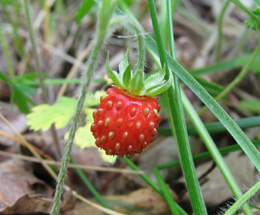 Գետնամորի անտառային - Земляника лесная - Fragaria vesca L.