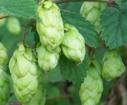 Գայլուկ սովորական - Хмель обыкновенный - Humulus lupulus L.