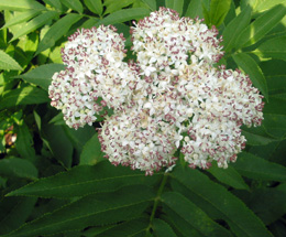 Թանթրվենի սև - Бузина черная - Sambucus nigra L.