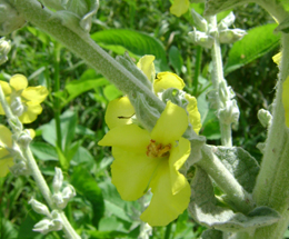 Խռնդատ - Коровяк - Verbascum L.