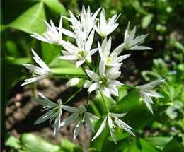 Ղանձիլ - Черемша - Allium ursinum L.