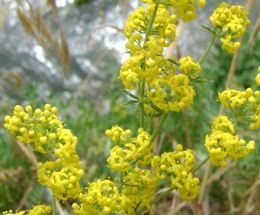 Մակարդախոտ իսկական - Подмаренник настоящий - Galium verum L.