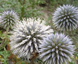 Ոզնենի կլորագլուխ - Мордовник круглоголовчатый - Echinops sphaerocephalus L.