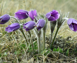 Քնախոտ - Прострел - Pulsatilla Adans.