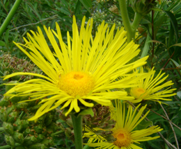 Կղմուխ Հեղինեի - Девясил высокий - lnula helenium L.