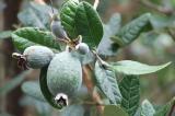 Ֆեյխոա - Фейхоа - Feijoa