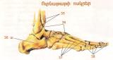 Մարդու կմախքը