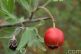 Ալոճենի արնակարմիր - Боярышник кроваво-красный - Crataegus sanguinea Pall.