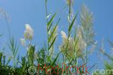 Եղեգն սովորական - Phragmites communis