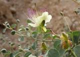 Կապար - Каперсы колючие - Capparis spinosа