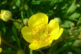 Գորտնուկ (Հրանուկ) - Лютик (Едкиж) - Buttercup (Ranunculus)