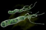 Բերանի խոռոչը որպես Helicobacter pylori-ի ռեզերվուար