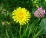 Խատուտիկ դեղատու - Одуванчик лекарственный - Taraxacum officinalis Wilg.