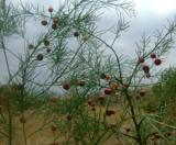 Ծնեբեկ դեղատու - Спаржа лекарственная - Asparagus officinalis L.