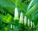 Սինդրիկ - Купена - Polygonatum Adans