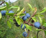 Մամխի փշոտ - Терн колючий - Prunus spinosa L.