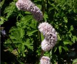 Մանդիկ մսագույն - Горец мясокрасный - Polygonum carneum C. Koch.