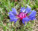 Տերեփուկ կապույտ - Василек синий - Centaurea cyanus L.