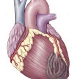 Генная терапия в два раза снижает смертность после инфаркта