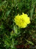 Лапчатка - Cinquefoil Potentilla