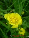 Лапчатка - Cinquefoil Potentilla