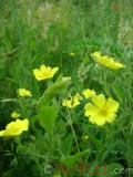 Лапчатка - Cinquefoil Potentilla