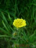 Лапчатка - Cinquefoil Potentilla