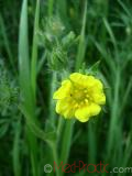 Лапчатка - Cinquefoil Potentilla