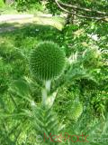 Ոզնենի կլորագլուխ - Мордовник круглоголовчатый - Echinops sphaerocephalus L.